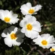 Насіння Чист Шавлієвий, Cistus salviifolius 10 шт/уп - зображення 1