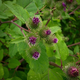 Насіння Лопух гайовий, Arctium nemorosum 10 шт/уп - зображення 2