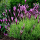 Насіння Лаванда-метелик, Lavandula pedunculata 10 шт/уп - зображення 2