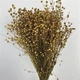 Семена Льна для сухоцветов, Linum usitatissimum 0,1 гр - изображение 3