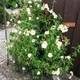 Семена Ладанник лавролистный, Cistus laurifolius 10 шт/уп - изображение 2