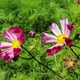 Семена Космос 'Sea Shells Red', Cosmos bipinnatus 5 шт/уп - изображение 3