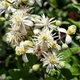 Семена Клематис виноградолистный, Clematis vitalba 10 шт/уп - изображение 5
