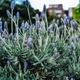 Насіння Лаванда Шерстиста, Lavandula lanata 10 шт/уп - зображення 1