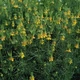 Семена Нигелла восточная, Nigella orientalis 10 шт/уп - изображение 2
