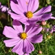Семена Космос Vega Early Dwarf Rose, Cosmos bipinnatus 10 шт/уп - изображение 1