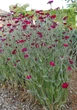 Семена Лихнис корончатый, Silene coronaria 0.1 гр/уп - изображение 2