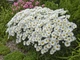 Насіння Нив'яник May Queen, Leucanthemum vulgare 0.1 гр/уп - зображення 2