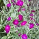 Семена Лихнис корончатый, Silene coronaria 0.1 гр/уп - изображение 5