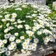 Насіння Нив'яник May Queen, Leucanthemum vulgare 0.1 гр/уп - зображення 5