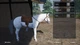 Ключ активації My Life: Farm Vet для Xbox One/Series S/X - зображення 7