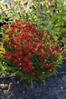 Геленіум осінній Ранчера (Helenium Ranchera) С2 - зображення 3