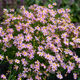 Насіння Кореопсис рожевий 'American Dream', Coreopsis rosea 20 шт/уп - зображення 2