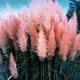 Семена Пампасная трава 'Roze Veder', Cortaderia selloana 20 шт/уп - изображение 3