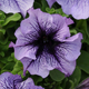 Семена Петуния 'Daddy Blue' F1, Petunia x hybrida grandiflora 10 шт/уп - изображение 2