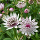 Семена Астранция крупная, Astrantia major 10 шт/уп - изображение 2