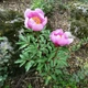 Семена Пион Бротеро, Paeonia broteroi 5 шт/уп - изображение 2