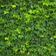 Насіння Плющ англійський, Hedera helix 10 шт/уп - зображення 2