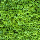 Насіння Плющ англійський, Hedera helix 10 шт/уп - зображення 4