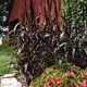 Семена Пеннисетум сизый 'Purple Majesty', Pennisetum glaucum 10 шт/уп - изображение 2