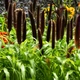 Семена Пеннисетум сизый 'Jade Princess', Pennisetum glaucum 10 шт/уп - изображение 2
