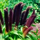 Семена Пеннисетум сизый 'Jade Princess', Pennisetum glaucum 10 шт/уп - изображение 3