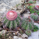 Насіння Мелокактус байський, Melocactus bahiensis 5 шт/уп - зображення 2
