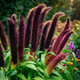 Семена Пеннисетум сизый 'Jade Princess', Pennisetum glaucum 10 шт/уп - изображение 4