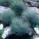 Насіння Костриця сиза, Festuca cinerea 20 шт/уп - зображення 4