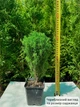 Саджанці Туї західної Тедді (Thuja occidentalis Teddy) Р9 - зображення 3