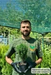 Саджанці Туї західної Тедді (Thuja occidentalis Teddy) Р9 - зображення 5
