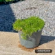 Саженцы Мшанки шиловидной Грин Мосс (Sagina subulata Green Moss) P9 - изображение 2