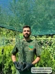 Саженцы Можжевельника скального Скайрокет (Juniperus scopulorum Skyrocket) Р9 - изображение 5
