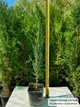 Саженцы Можжевельника скального Блю Эрроу-Арроу (Juniperus scopulorum Blue Arrow) Р9 - изображение 9
