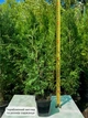 Саженцы Туи западной Брабант (Thuja occidentalis Brabant) Р9 - изображение 7