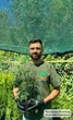 Саженцы Туи западной Брабант (Thuja occidentalis Brabant) Р9 - изображение 9
