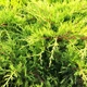 Саженцы Можжевельника среднего Олд Голд (Juniperus x pfitzeriana Old Gold) Р9 - изображение 3