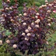 Саженцы Пузыреплодника калинолистного Диабло (Physocarpus opulifolius Diablo Dor) Р9 - изображение 3