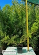 Саженцы Можжевельника среднего Олд Голд (Juniperus x pfitzeriana Old Gold) Р9 - изображение 5