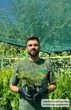 Саджанці Ялівцю середнього Голд Кост (Juniperus x media Gold Coast) Р9 - зображення 6