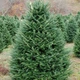 Саджанці Ялиці Нордмана (Abies Nordmanniana) Р9 - зображення 1