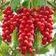 Саженцы Лимонника Китайского (Schisandra chinensis) Р9 - изображение 2