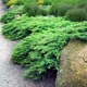 Саженцы Можжевельника казацкого Рокери Джем (Juniperus sabina Rockery Gem) Р9 - изображение 1