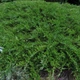 Саженцы Можжевельника казацкого Рокери Джем (Juniperus sabina Rockery Gem) Р9 - изображение 2