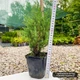 Саджанці Ялівцю китайського Стрікта (Juniperus chinensis Stricta) Р9 - зображення 4