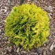 Саженцы Туи западной Даника Ауреа (Thuja occidentalis Danica Aurea) Р9 - изображение 7