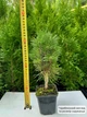 Саженцы Сосны черной Пирамидалис (Pinus nigra Pyramidalis) Р9 - изображение 8