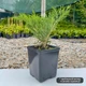 Саженцы Можжевельника горизонтального Андорра Компакт (Juniperus horizontalis Andorra Compact) Р9 - изображение 4