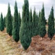 Саженцы Можжевельника скального Блю Арроу (Juniperus scopulorum Blue Arrow) 3-х летний С3 - изображение 1