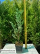 Саженцы Можжевельника скального Мунглоу (Juniperus scopulorum Moonglow) Р9 - изображение 5